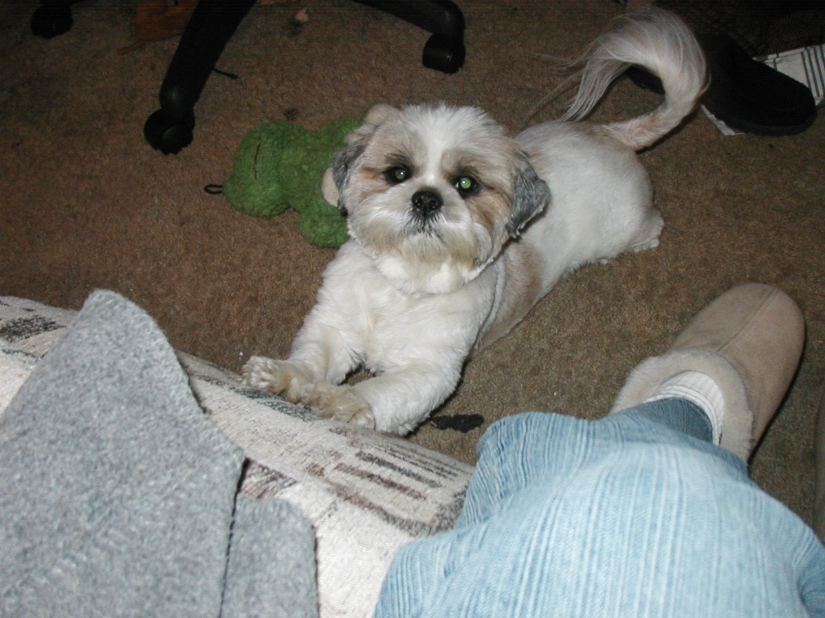 My Shi-tzu Dominoe