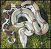 Suriname