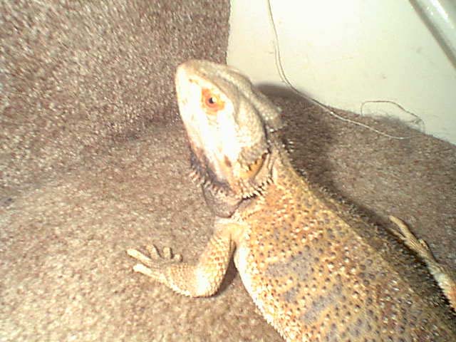 Griffin's last picture