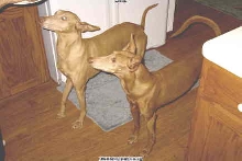 Tifla & Greedy Begging