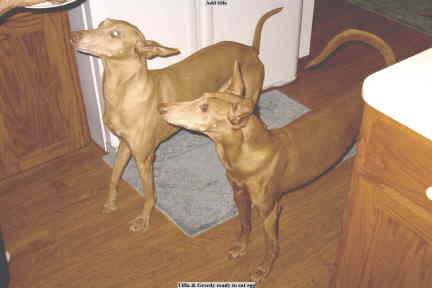 Tifla & Greedy Begging