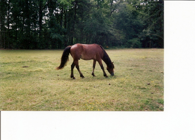 Dancer 2001 fat