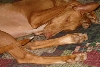 Bari Asleep Jan 06