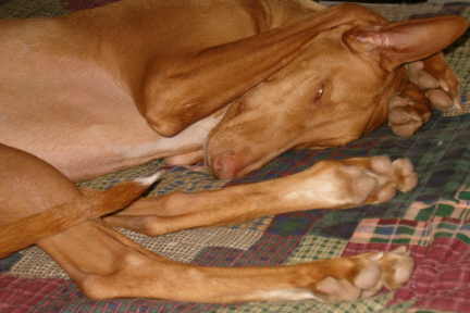 Bari Asleep Jan 06
