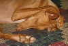 Bari Asleep
