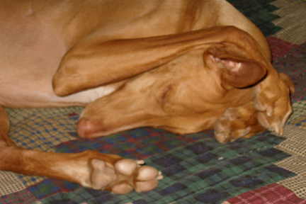 Bari Asleep