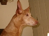 Tifla-Mar 06