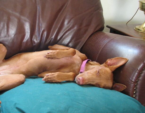Ginger relaxing