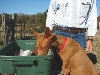 Ginger helping