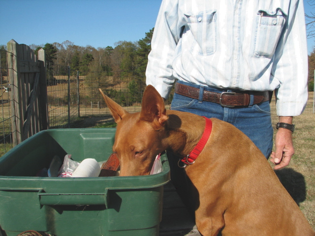 Ginger helping