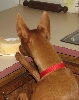 Ginger cake 4th b-day