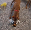 Gingers 5th b-day toy