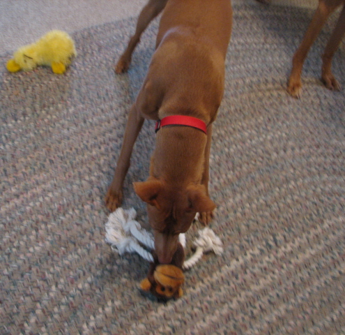 Gingers 5th b-day toy