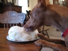 Ginger eating cake