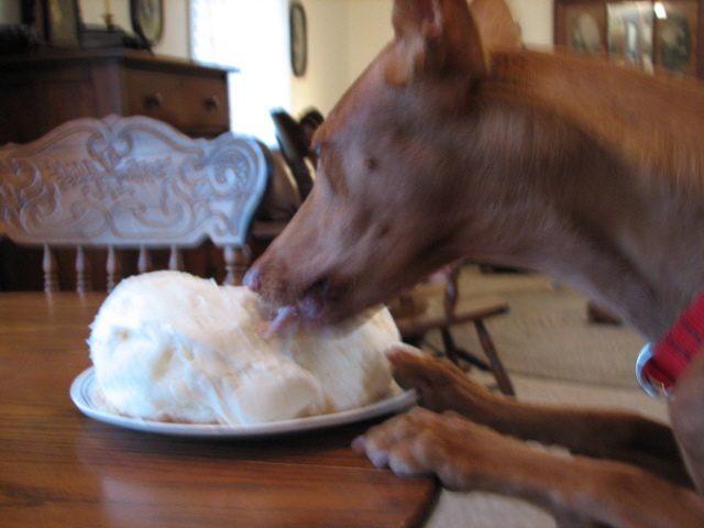 Ginger eating cake