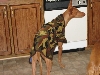 Ashers new coat-rear