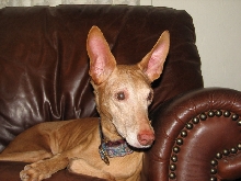 Tifla 14-front view