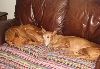 Tifla & Ginger-8-23-08