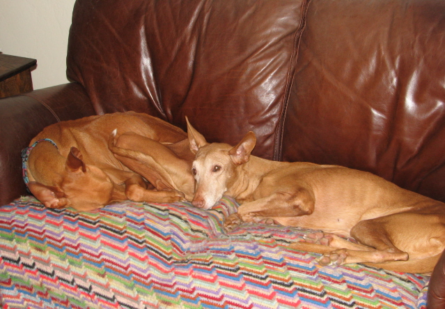 Tifla & Ginger-8-23-08