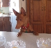 Ginger 6th B-day ICE Cream