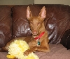 Ginger 6th with duck
