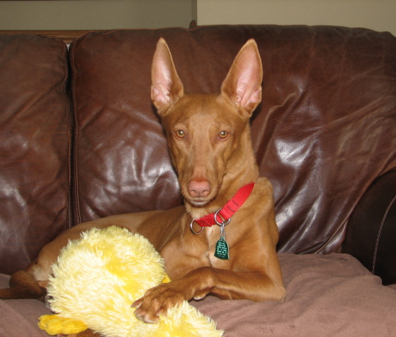 Ginger 6th with duck