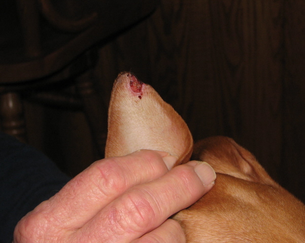 Asher's ear