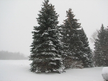 Spruce Trees