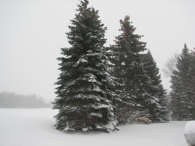 Spruce Trees