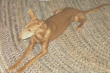 Greedy on Rug