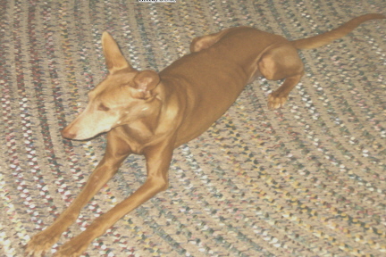 Greedy on Rug