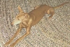 Greedy on Rug