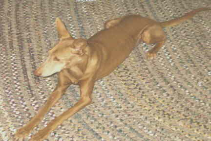 Greedy on Rug