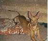 Caspar