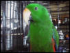 eclectus male (DICKY)