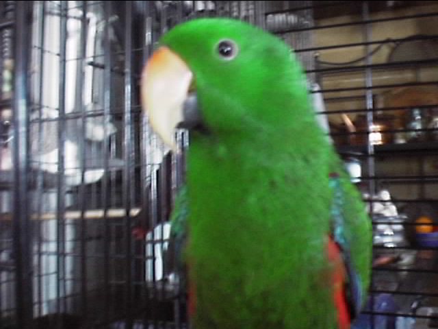 eclectus male (DICKY)