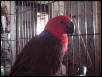 ECLECTUS FEMALE (VICKY)
