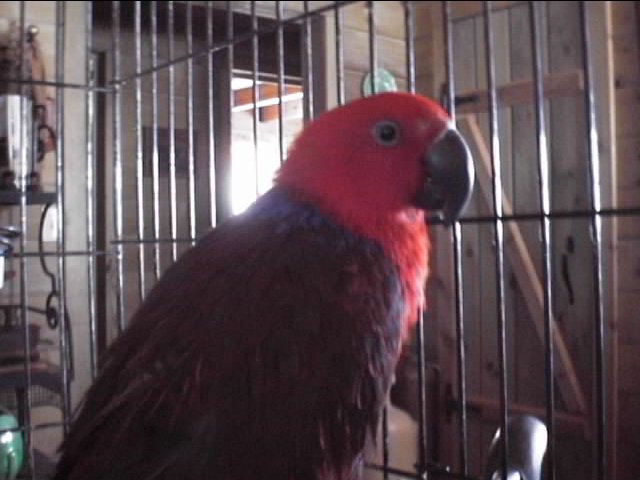 ECLECTUS FEMALE (VICKY)