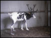 REINDEER