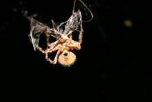 Need a spider ID!