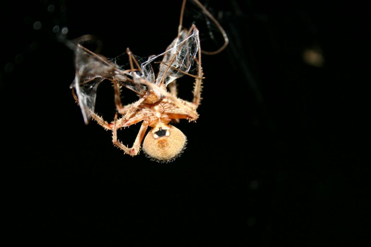 Need a spider ID!