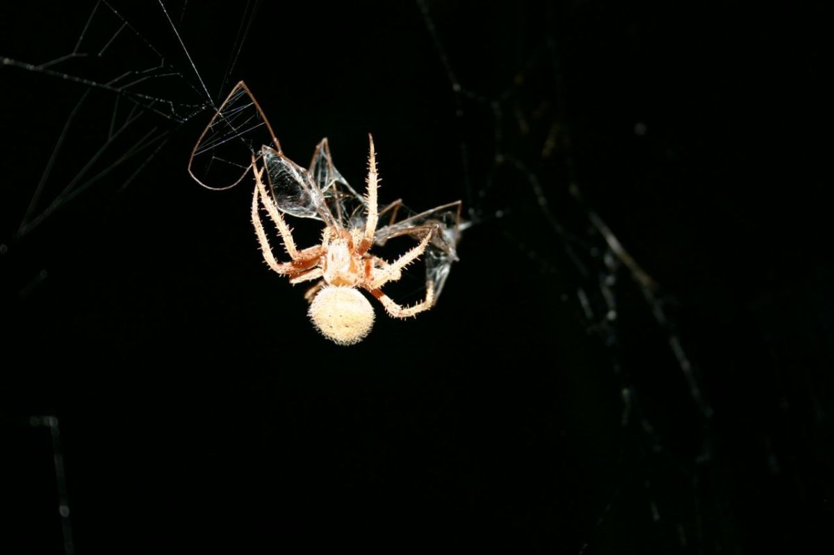 Need a spider ID!