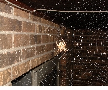 Spider ID Please!