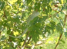 Galiger in a tree.