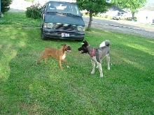 Sammi and Buttercup--my baby girls