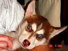 Nahnuk 10 weeks