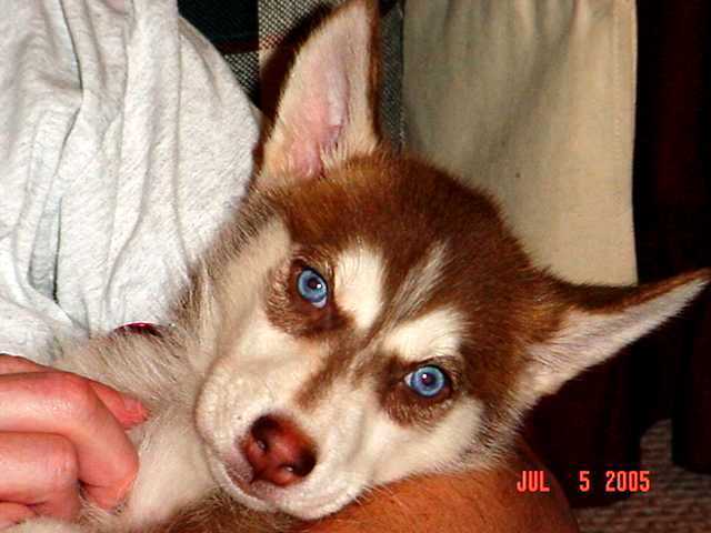 Nahnuk 10 weeks