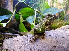 Bossk the Chinese Water Dragon