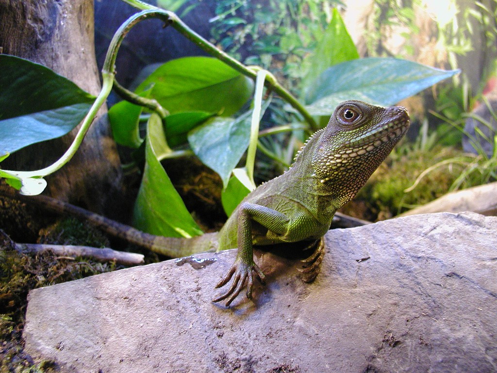 Bossk the Chinese Water Dragon