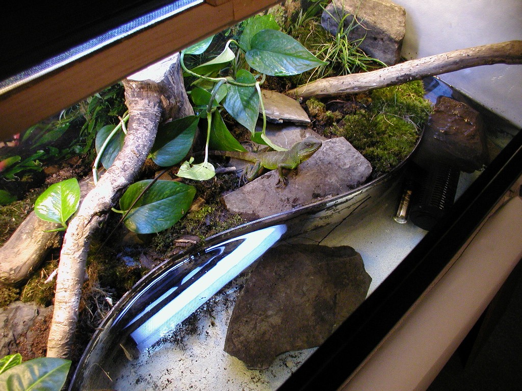 Bossk's enclosure in progress